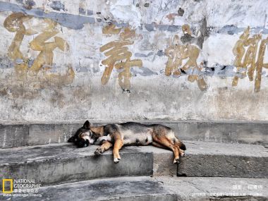 中国斑驳墙壁前的慵懒狗狗
