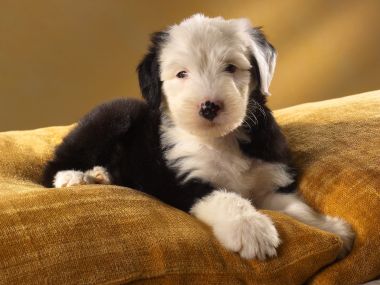 Old English Sheepdog Puppy On Yellow Cushion