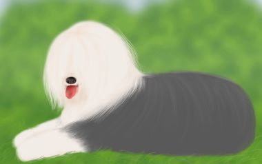 Lovely Old English Sheepdog Illustration