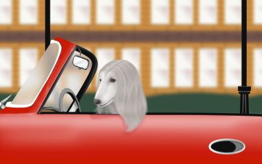 Afghan Hound Driving Red Convertible