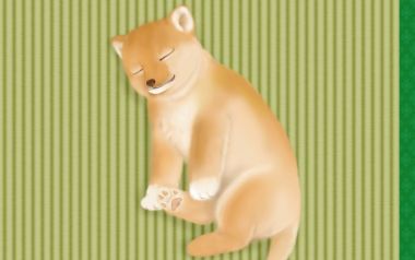 Sleeping Shiba Inu On Tatami