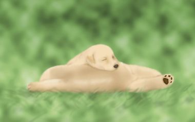 Sleeping Puppy On Grass Illustration