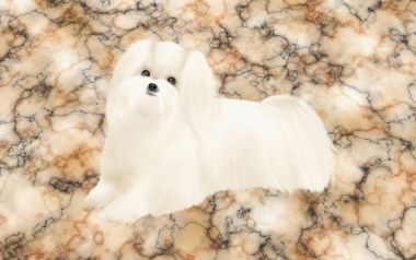 可爱马尔济斯犬数字插画