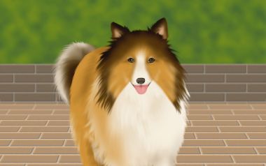 可爱喜乐蒂牧羊犬数字插画
