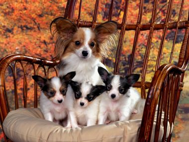 蝴蝶犬妈妈与三只幼犬温馨合影