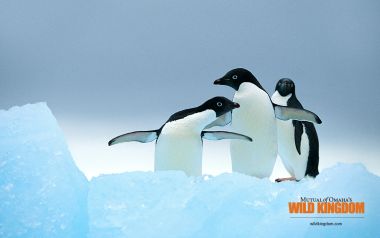 Three Adelie Penguins On Antarctic Glacier Wild Kingdom