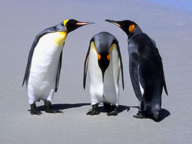 Penguins Falkland Islands Natural Habitat