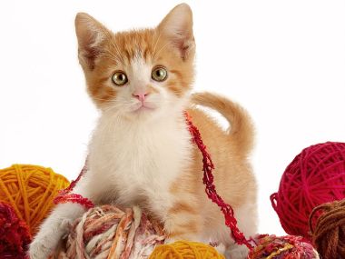 Playful Ginger And White Kitten With Yarn Balls