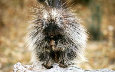 Cute Porcupine In The Wild