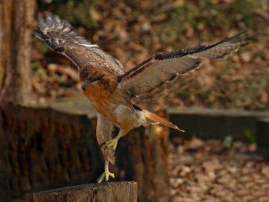 Red Tailed Hawk Landing Photography