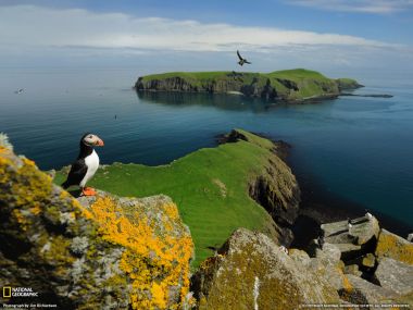 Puffin Shiant Islands Scotland