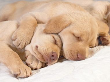Two Labrador Puppies Cuddling While Sleeping