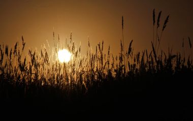 夕阳下的草丛剪影——Tomas Vasconcelo的自然风光摄影