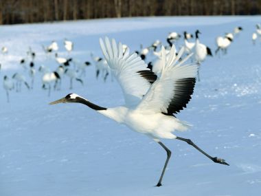 日本北海道丹顶鹤雪地栖息场景