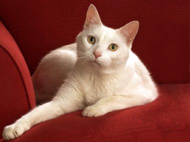 Relaxed White Cat On Red Sofa