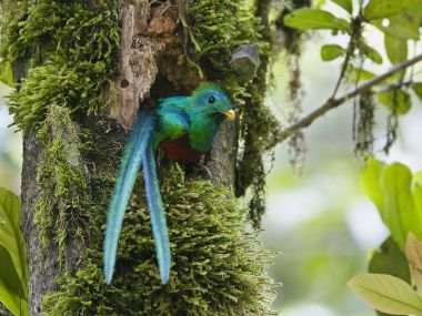 Resplendent Quetzal Costa Rica