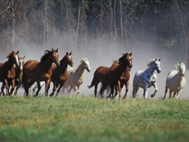 Montana Ranch Horse Roundup