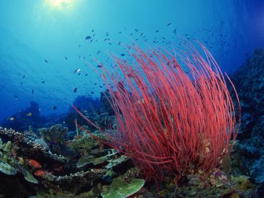 Red Sea Whips Pacific Ocean