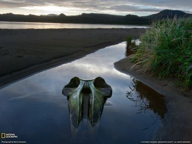 塞鲸头骨静卧海滩浅水区，国家地理自然摄影作品