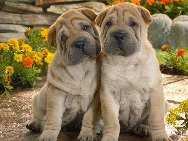 Cute Shar Pei Puppies In Garden