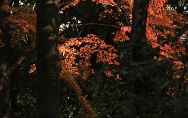 日本京都下鸭神社秋日枫叶林