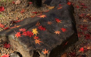 Japanese Shimogamo Shrine Autumn Maple Leaves And Rock