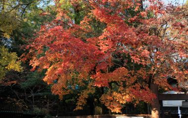 日本京都下鸭神社秋季红叶