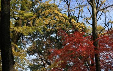 Japan Kyoto Shimogamo Shrine Autumn Red And Yellow Leaves