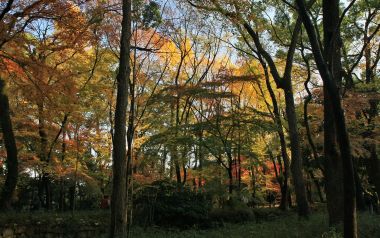 Kyoto Shimogamo Shrine Autumn Forest Scenery