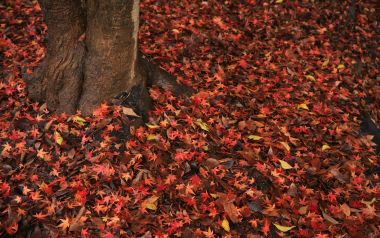Japan Shimogamo Shrine Autumn Maple Leaves