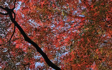 Autumn Red Leaves Shimogamo Shrine Kyoto Japan