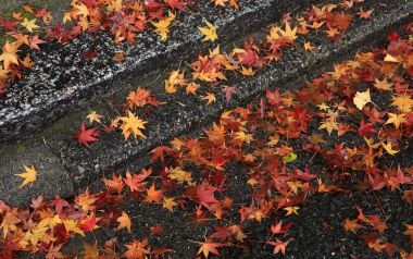 Japan Shimogamo Shrine Autumn Maple Leaves