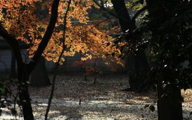 Japan Kyoto Shimogamo Shrine Autumn Maple Leaves Scenery