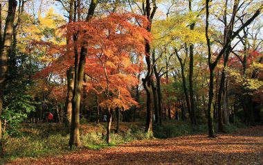 Japan Kyoto Shimogamo Shrine Autumn Forest Maple Leaves