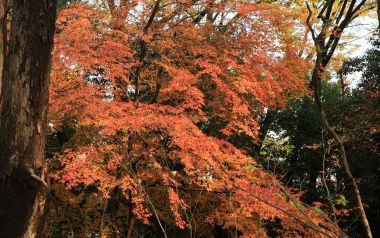 日本京都下鸭神社秋季红叶景观