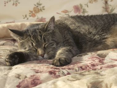 Sleeping Tabby Cat On Floral Bedding