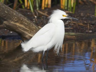雪鹭（Snowy Egret）湿地栖息写实摄影