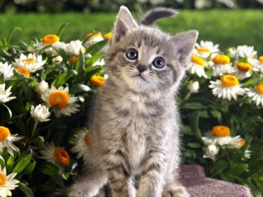 春日花丛中的可爱虎斑小猫