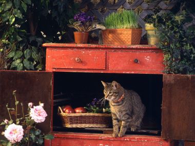 温馨居家：红木柜里的猫与花果