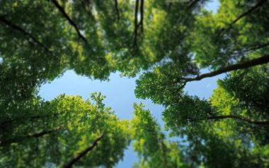 森林树冠与蓝天自然景观