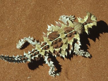 Thorny Devil Western Australia