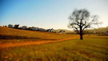 Tilt Shift Countryside Field And Lonely Tree