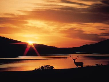 荒野中的宁静：夕阳下的雄鹿与湖泊
