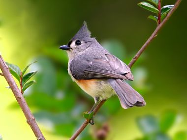 Tufted Titmouse Bird Photography