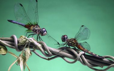 Two Dragonflies On Entangling Vines
