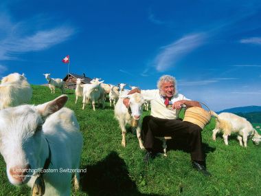 Swiss Eastern Switzerland Unterchapf Pastoral Scenery With Goats
