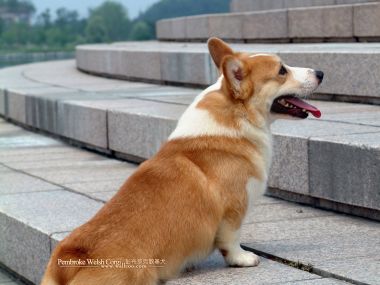 户外石阶上的彭布罗克威尔士柯基犬