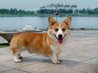 Smiling Pembroke Welsh Corgi At Lakeside Plaza