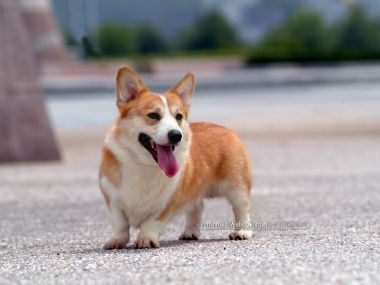 Cute Pembroke Welsh Corgi Outdoor Photo