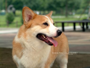 Pembroke Welsh Corgi Closeup In Outdoor Park